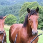 【Zoom講習・馬体の知識2年生】馬のコンフォメーション骨格
